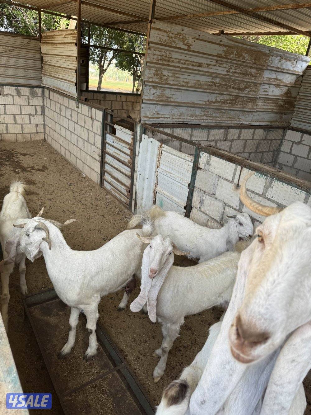 معزة ضرايب1