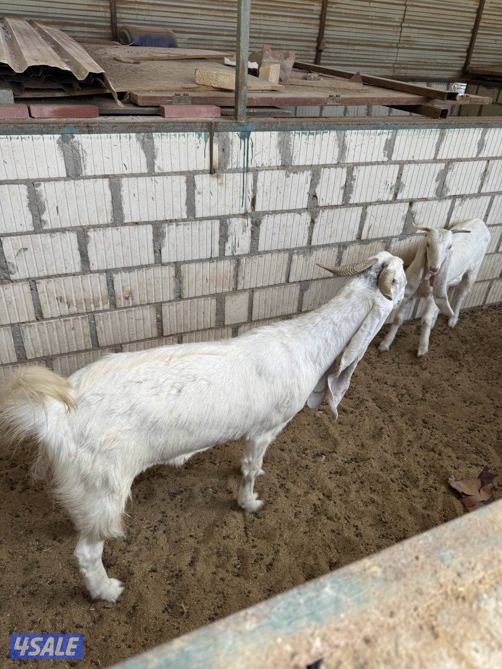 معزة ضرايب2