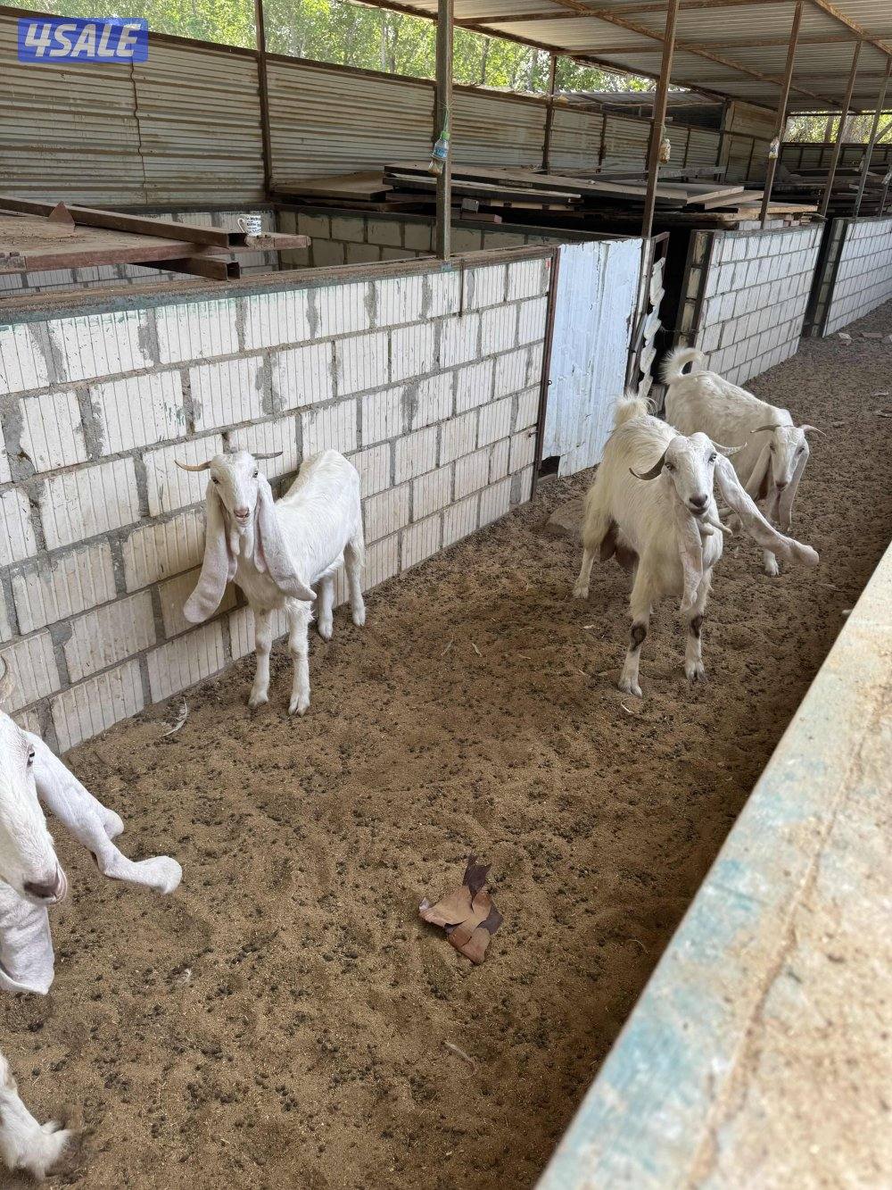 معزة ضرايب3