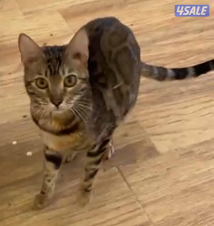 للبيع قطط بنقال جاهزين للإنتاج نثيتين و ذكر0
