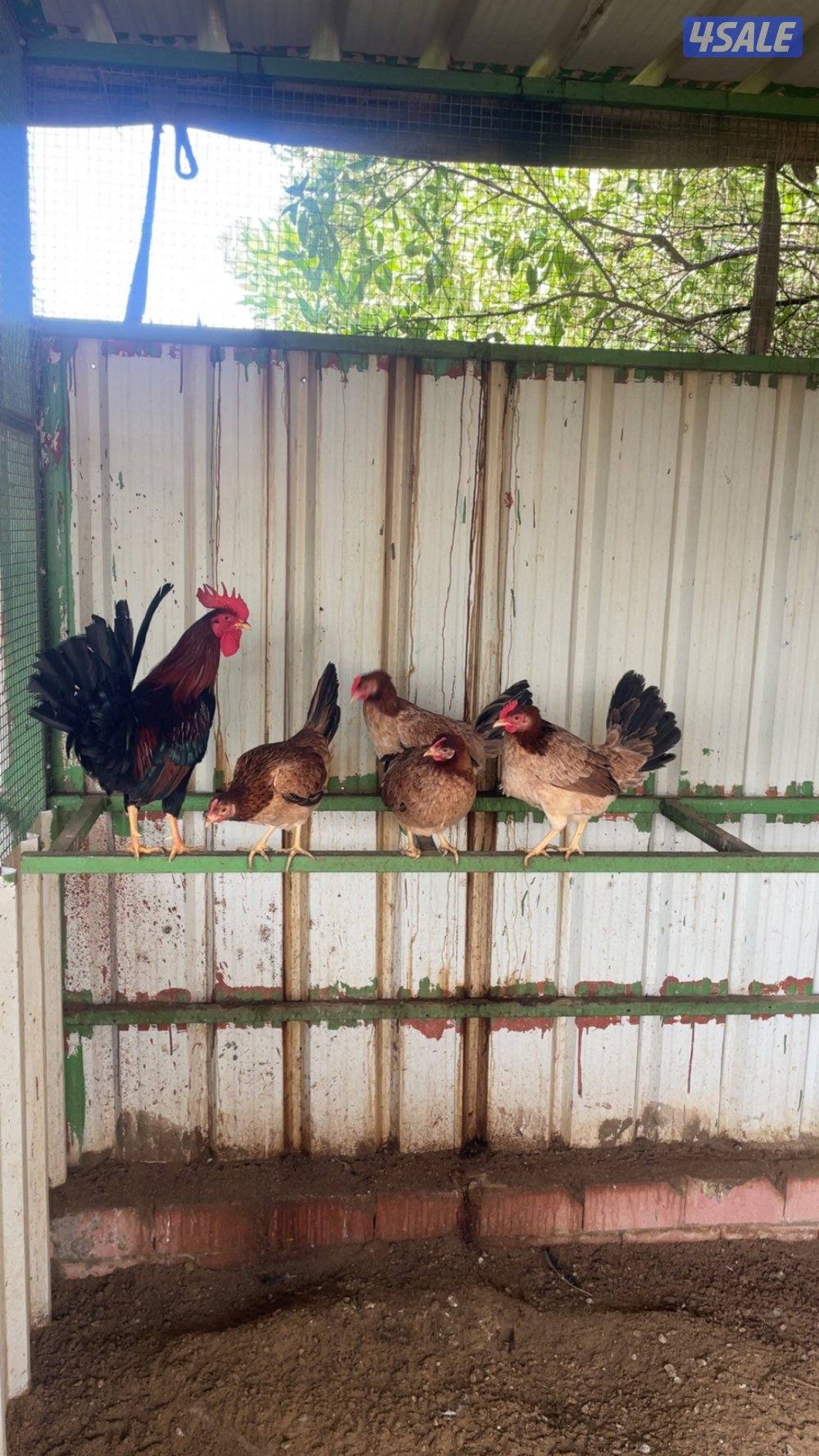 دجاج سيافي عربي اصلي0