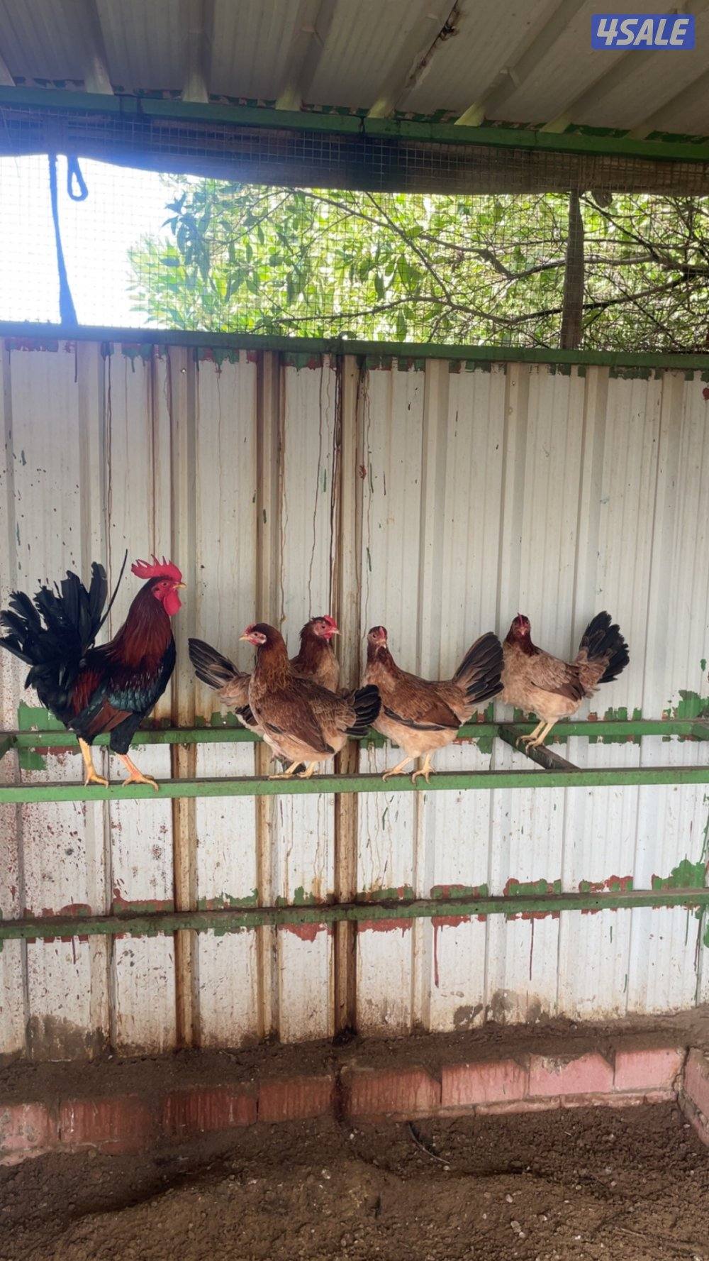 دجاج سيافي عربي اصلي1