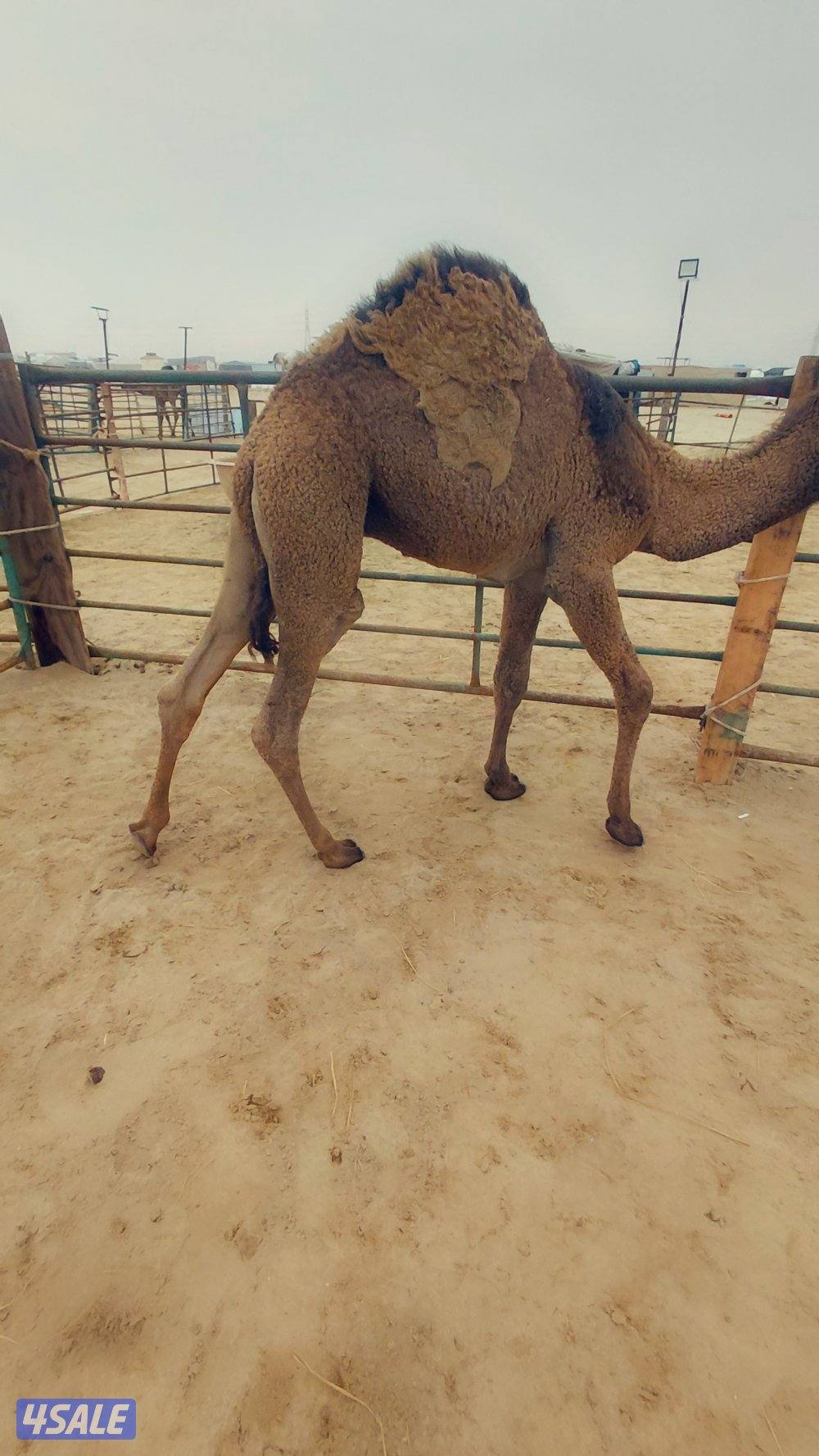 للبيع قعدان محليه فاخره يوجد خدمه توصيل جميع مناطق الكويت0