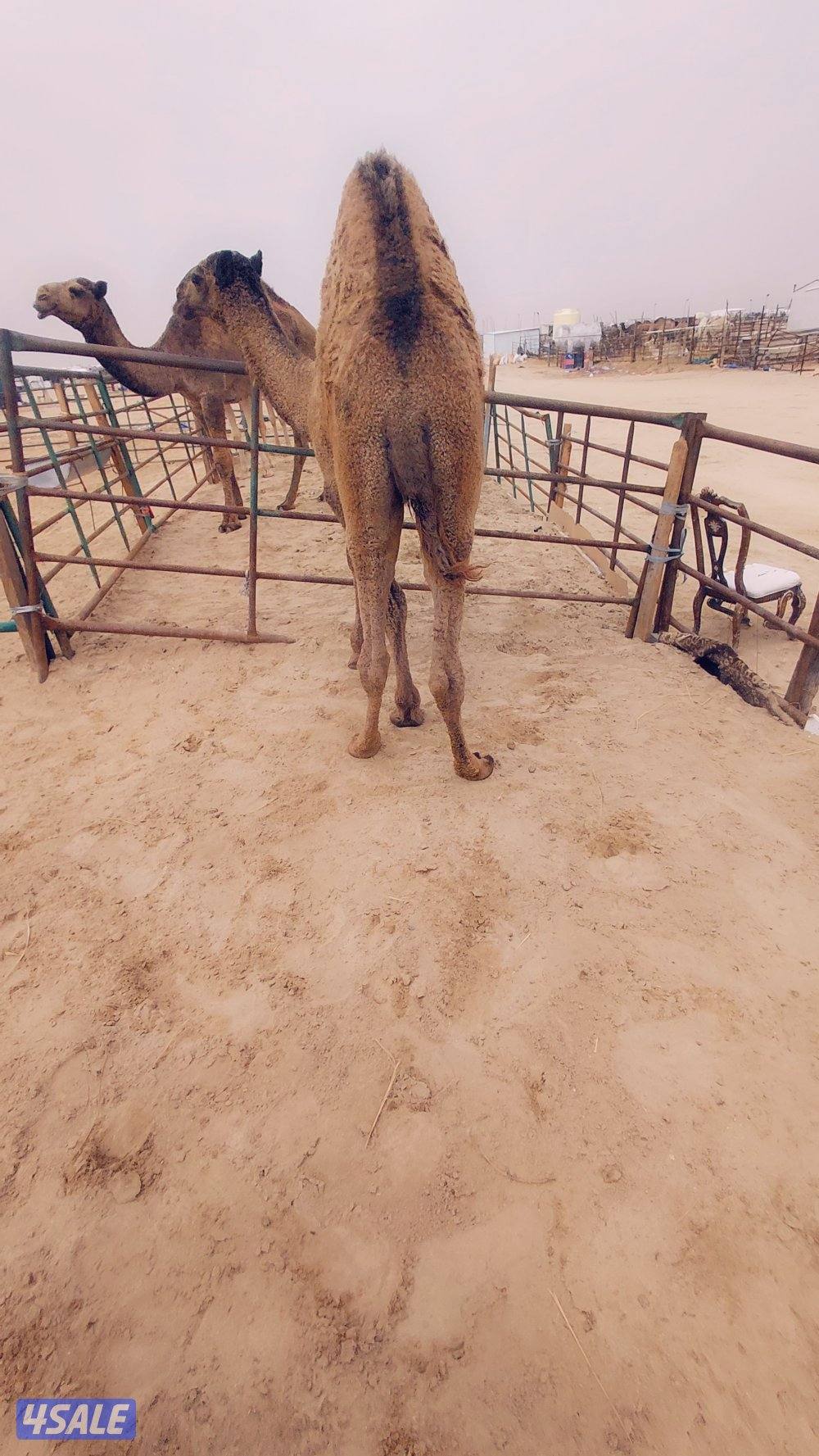 للبيع قعدان محليه فاخره يوجد خدمه توصيل جميع مناطق الكويت1