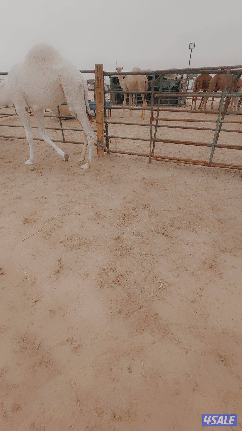 للبيع قعدان محليه فاخره يوجد خدمه توصيل جميع مناطق الكويت2