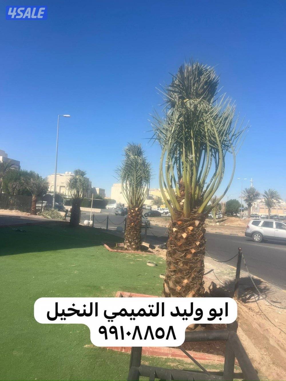 ابو وليد التميمي النخيل وزراعة بيع وشراء نخل0