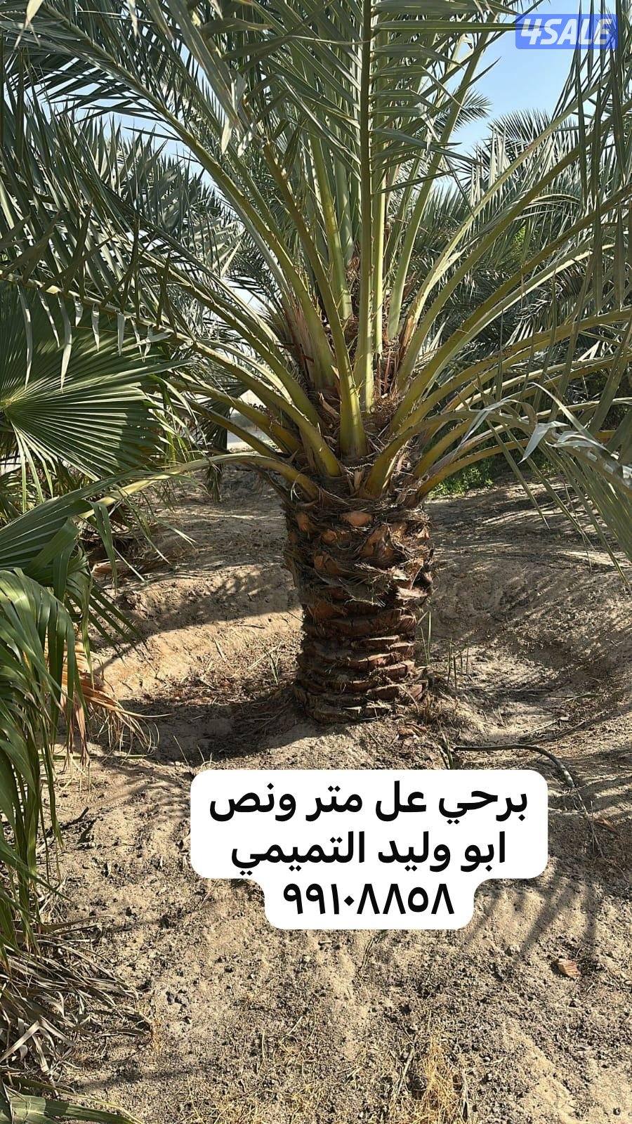 ابو وليد التميمي النخيل وزراعة بيع وشراء نخل1