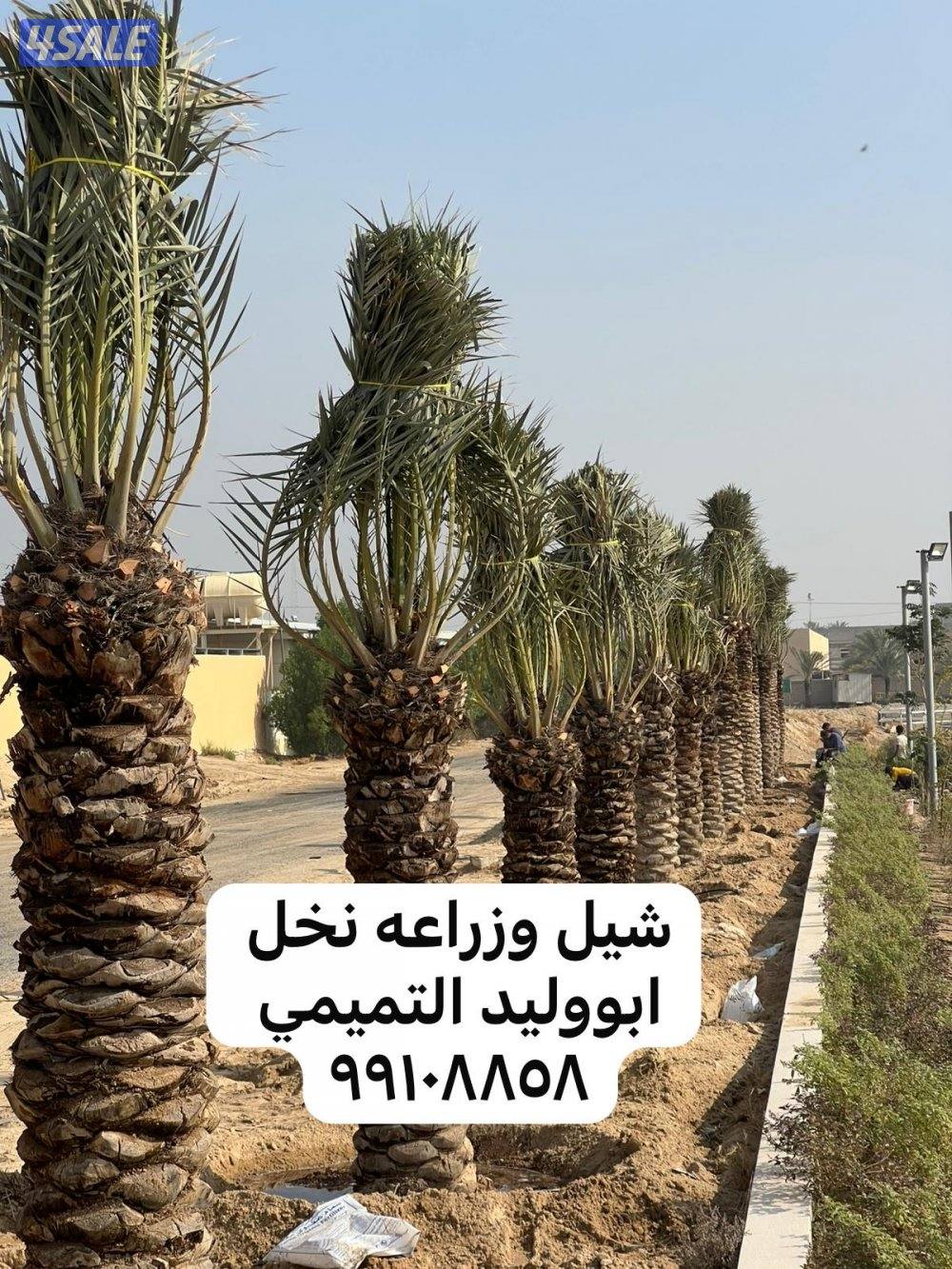 ابو وليد التميمي النخيل وزراعة بيع وشراء نخل2