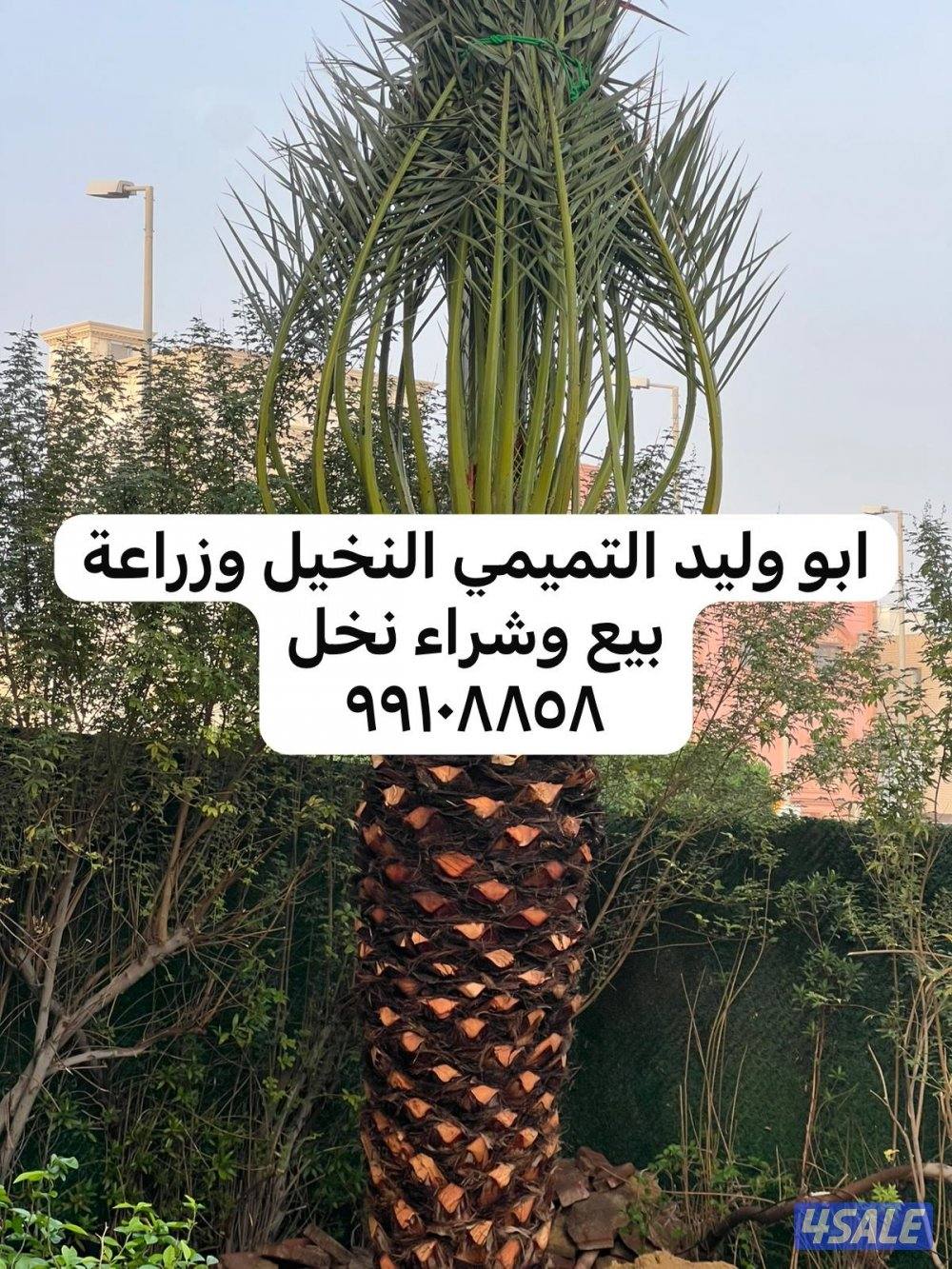 ابو وليد التميمي النخيل وزراعة بيع وشراء نخل3