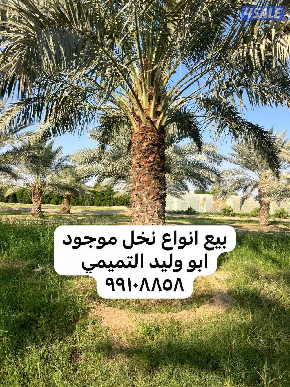 ابو وليد التميمي النخيل وزراعة بيع وشراء نخل4