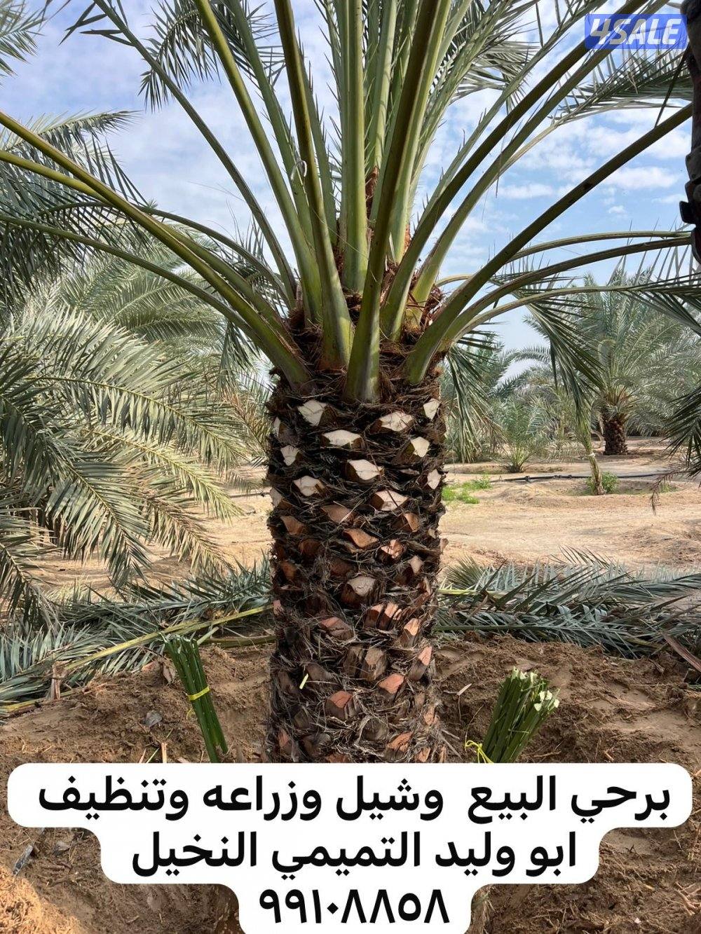 ابو وليد التميمي النخيل وزراعة بيع وشراء نخل5