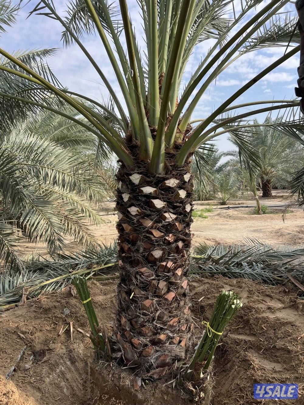 ابو وليد التميمي النخيل وزراعة بيع وشراء نخل6