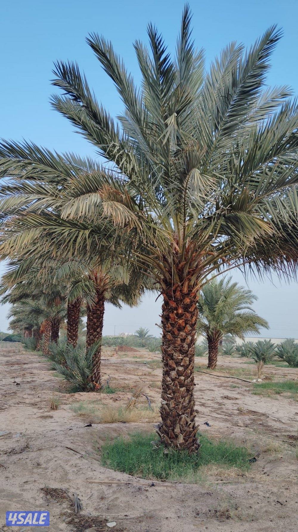 ابو وليد التميمي النخيل وزراعة بيع وشراء نخل7