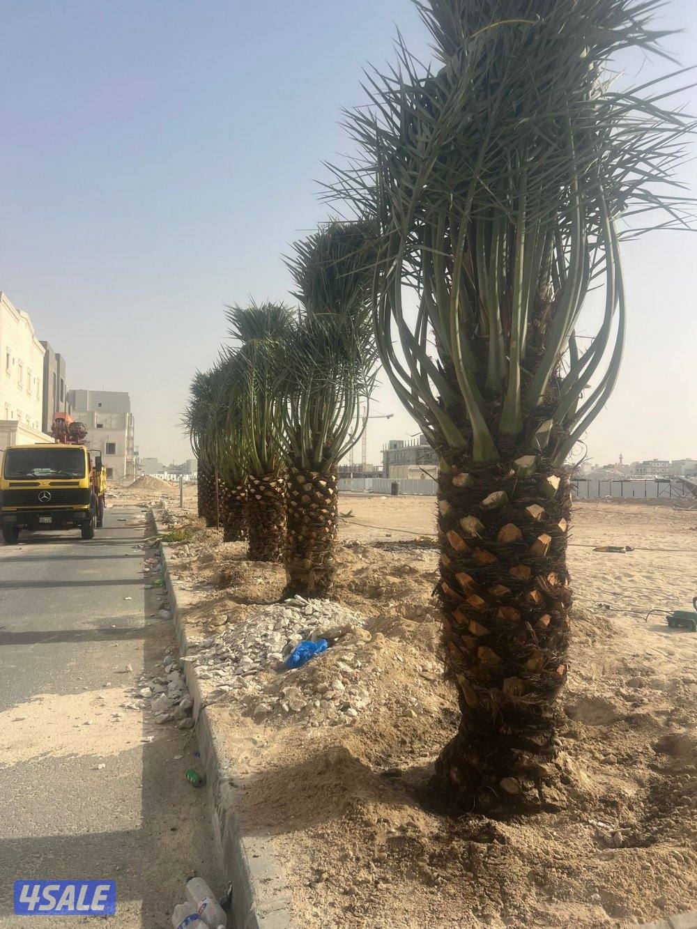 ابو وليد التميمي النخيل وزراعة بيع وشراء نخل8