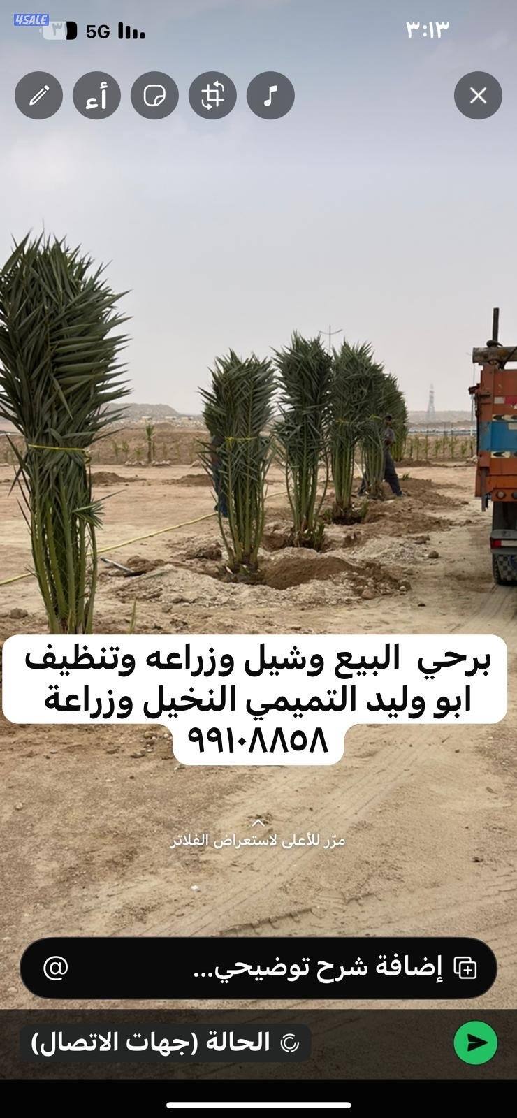 ابو وليد التميمي النخيل وزراعة بيع وشراء نخل9