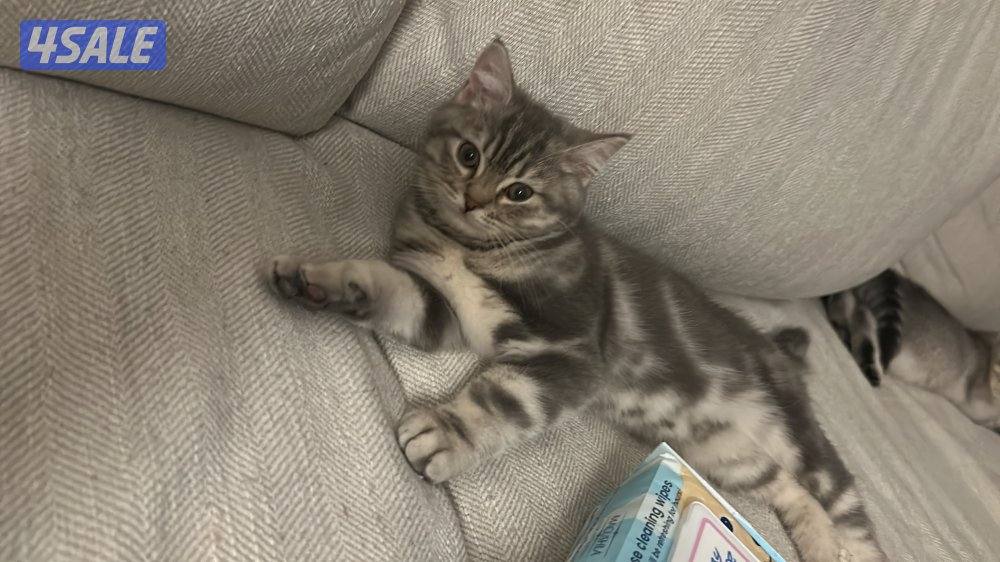 قطط لتبني صغيره وكبيرا0