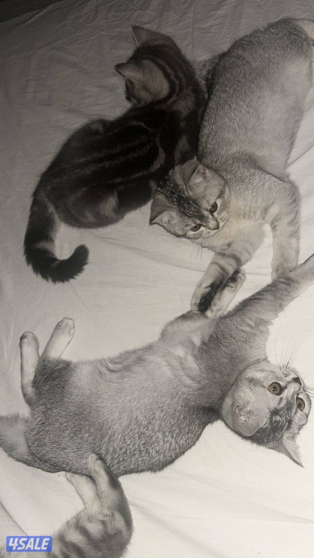 قطط لتبني صغيره وكبيرا1