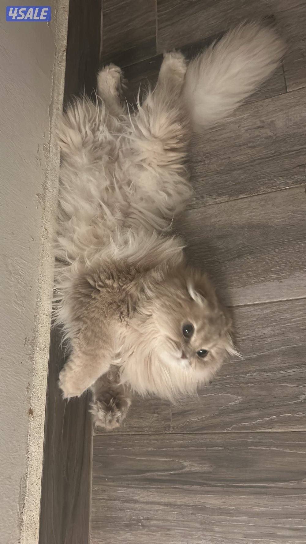 قطط لتبني صغيره وكبيرا2