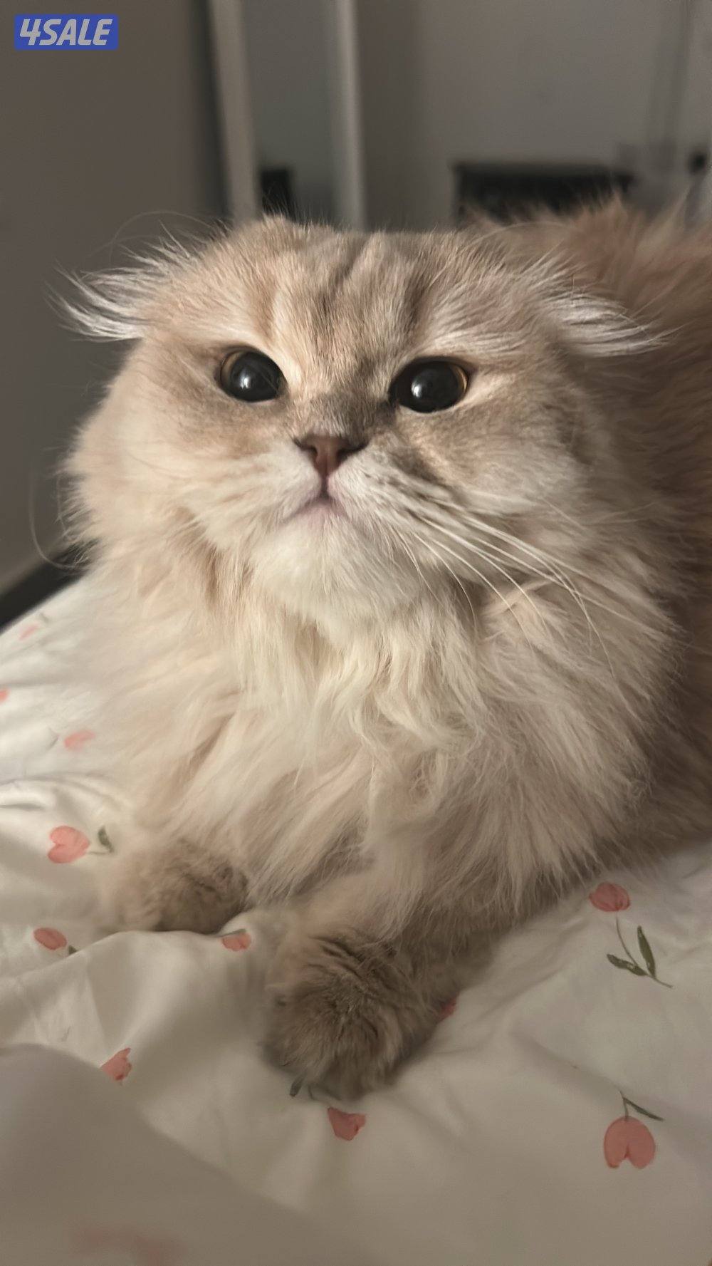 قطط لتبني صغيره وكبيرا3