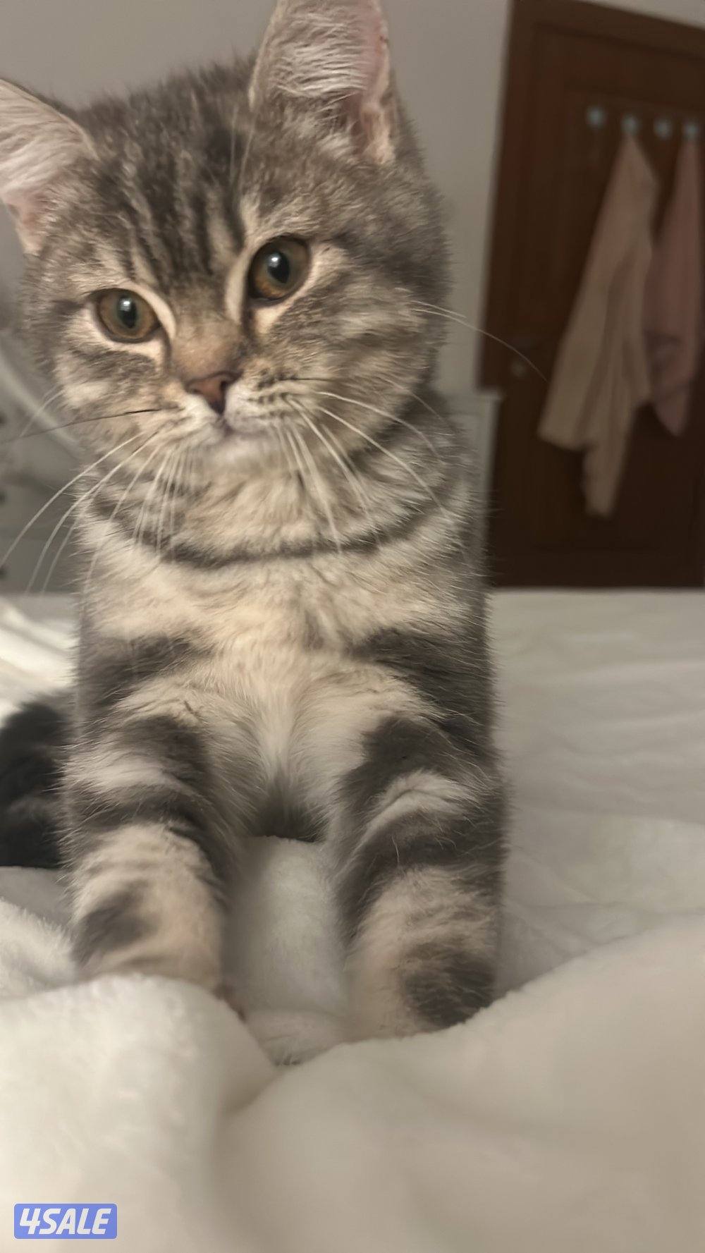 قطط لتبني صغيره وكبيرا4