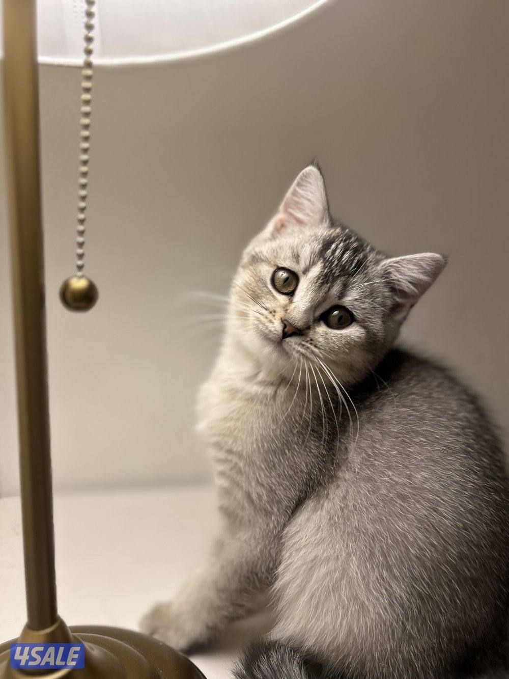 قطط لتبني صغيره وكبيرا5