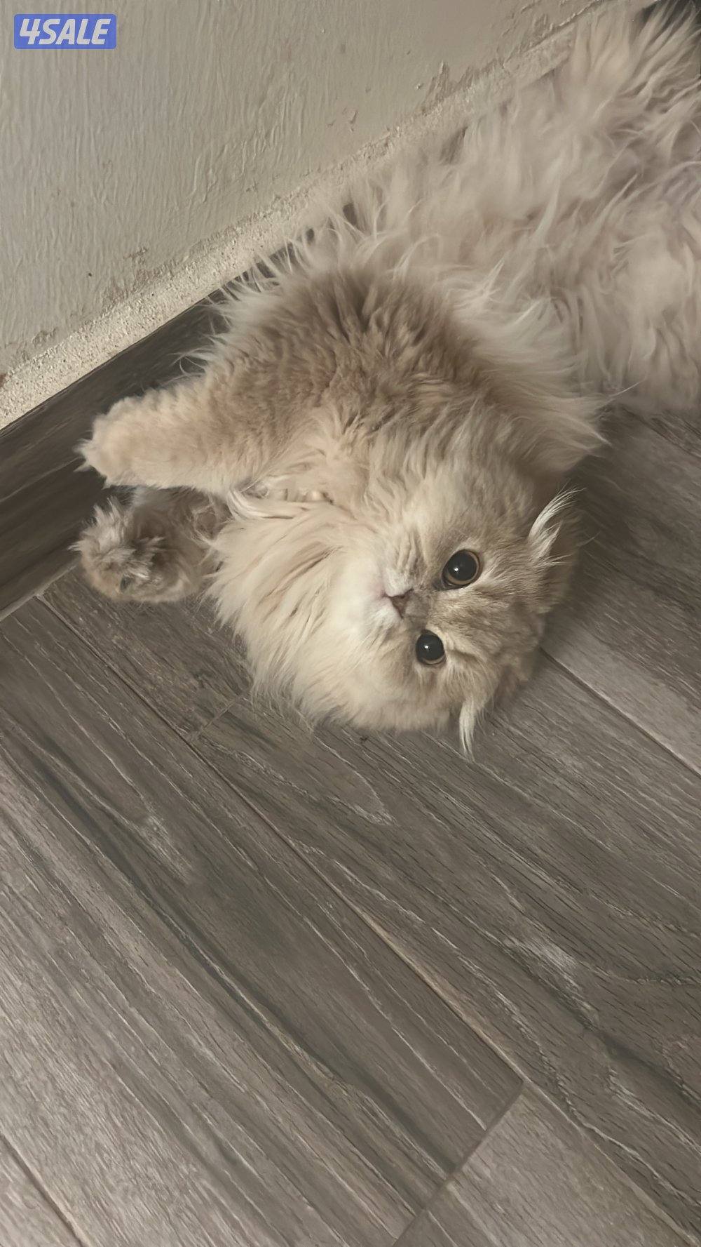 قطط لتبني صغيره وكبيرا6