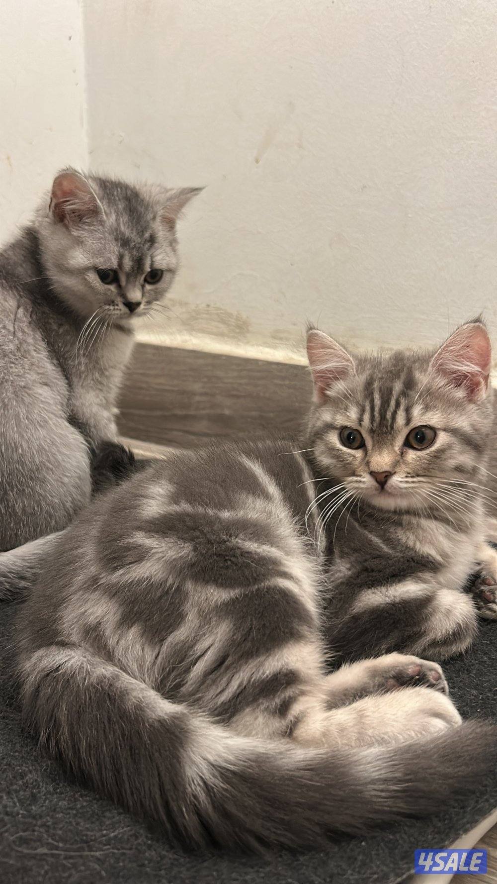 قطط لتبني صغيره وكبيرا7