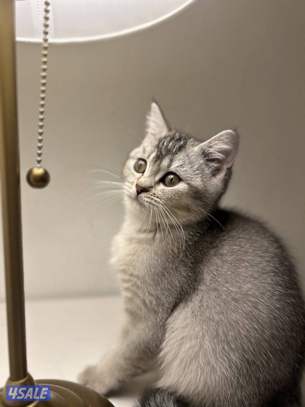 قطط لتبني صغيره وكبيرا8