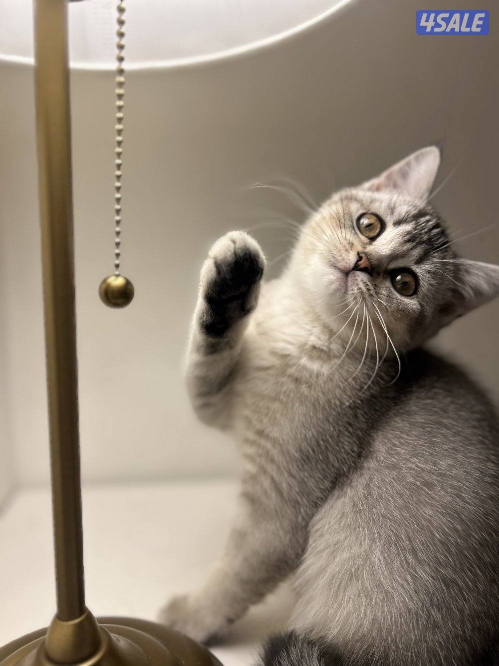 قطط لتبني صغيره وكبيرا9