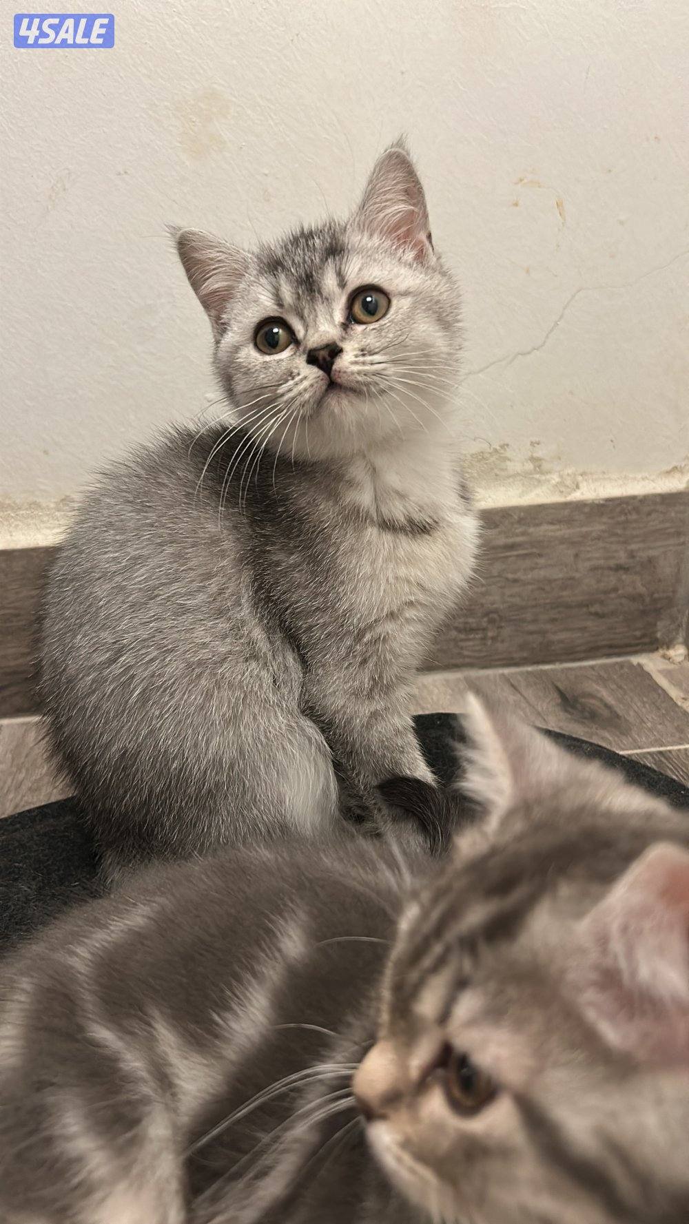 قطط لتبني صغيره وكبيرا10