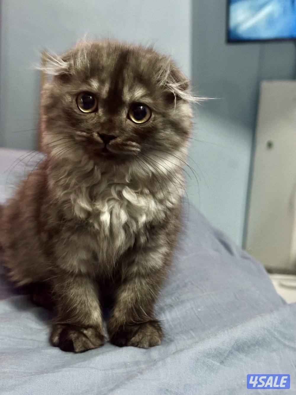 سكوتش فولد1