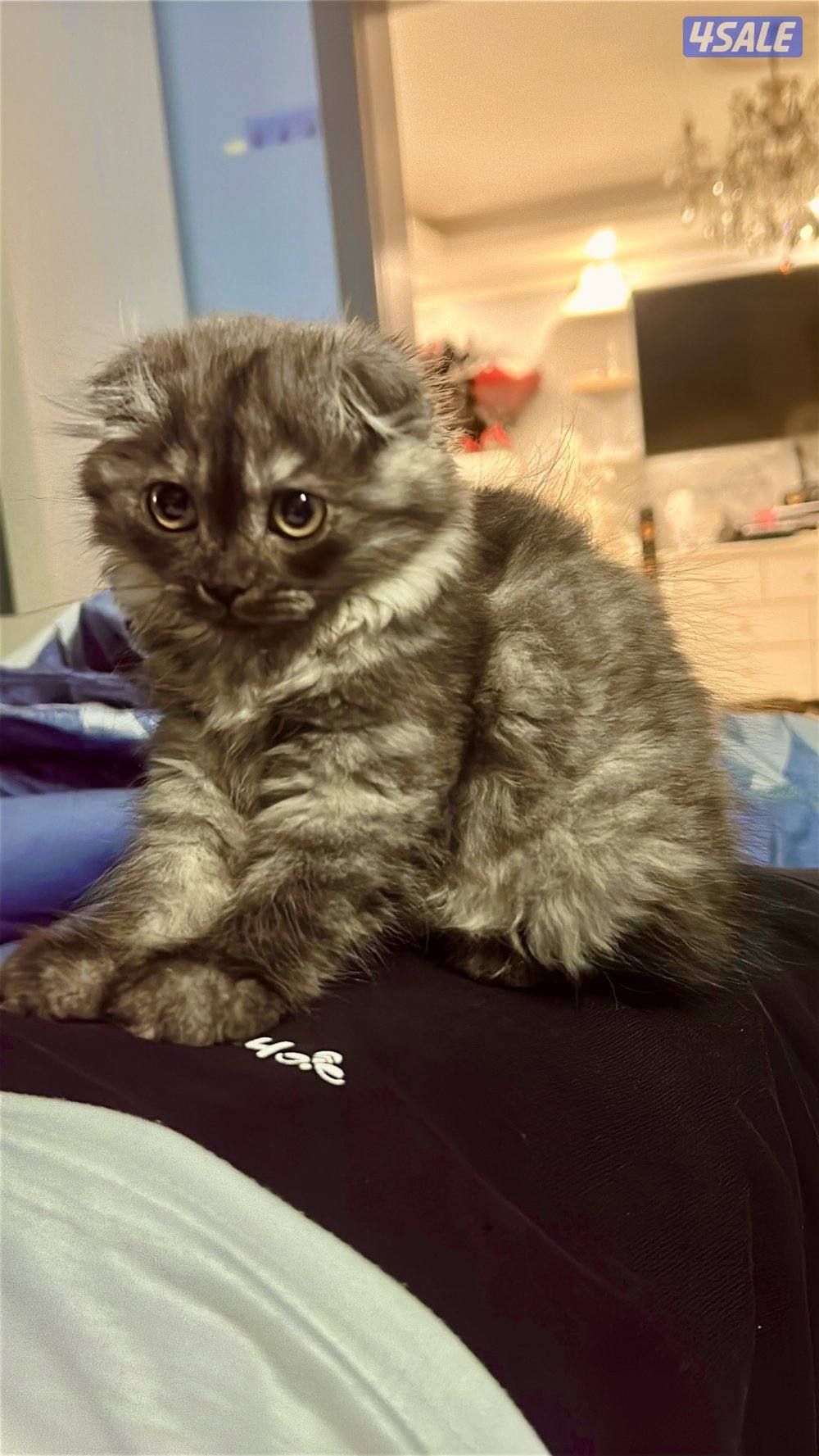 سكوتش فولد4