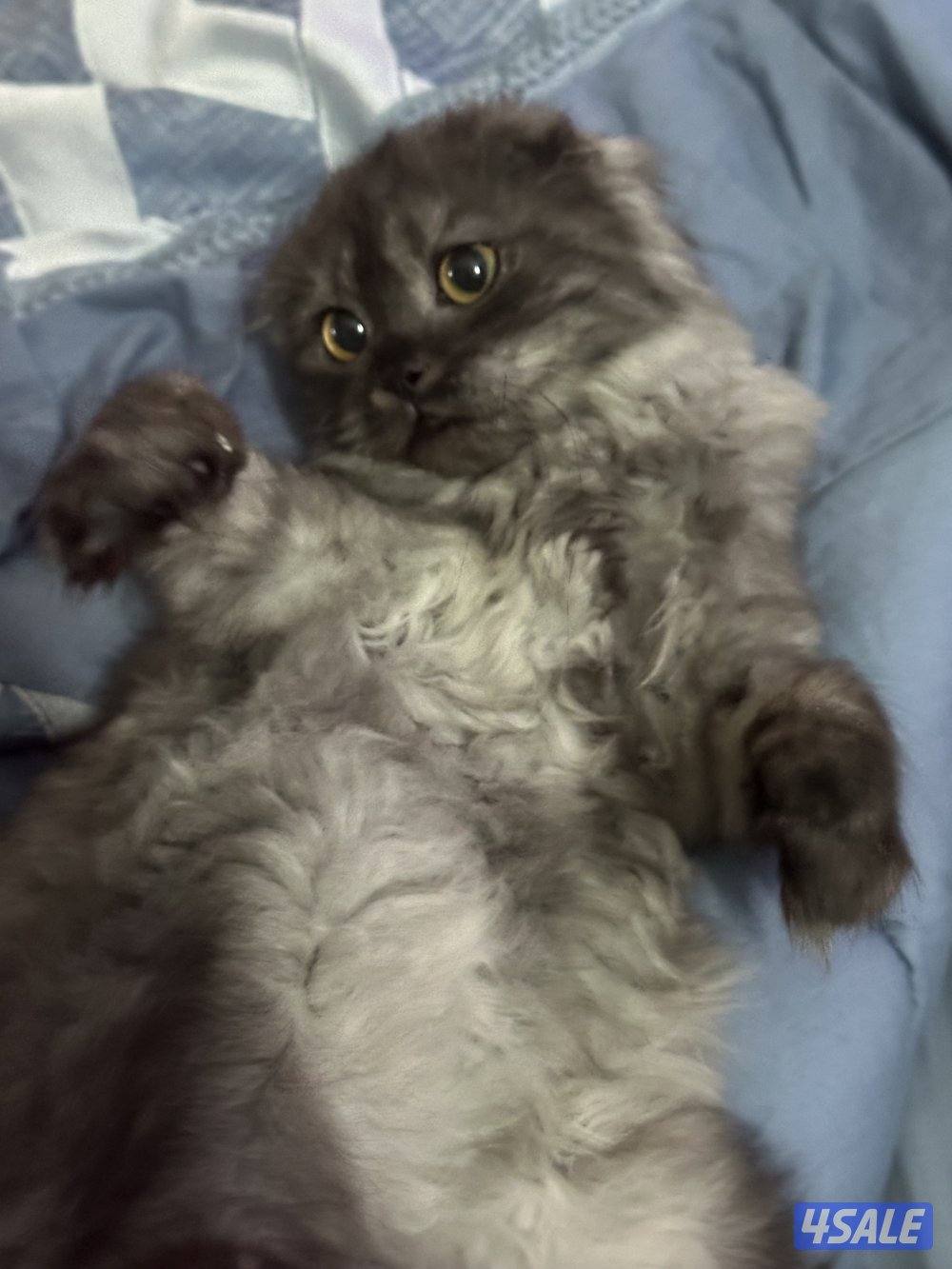 سكوتش فولد5