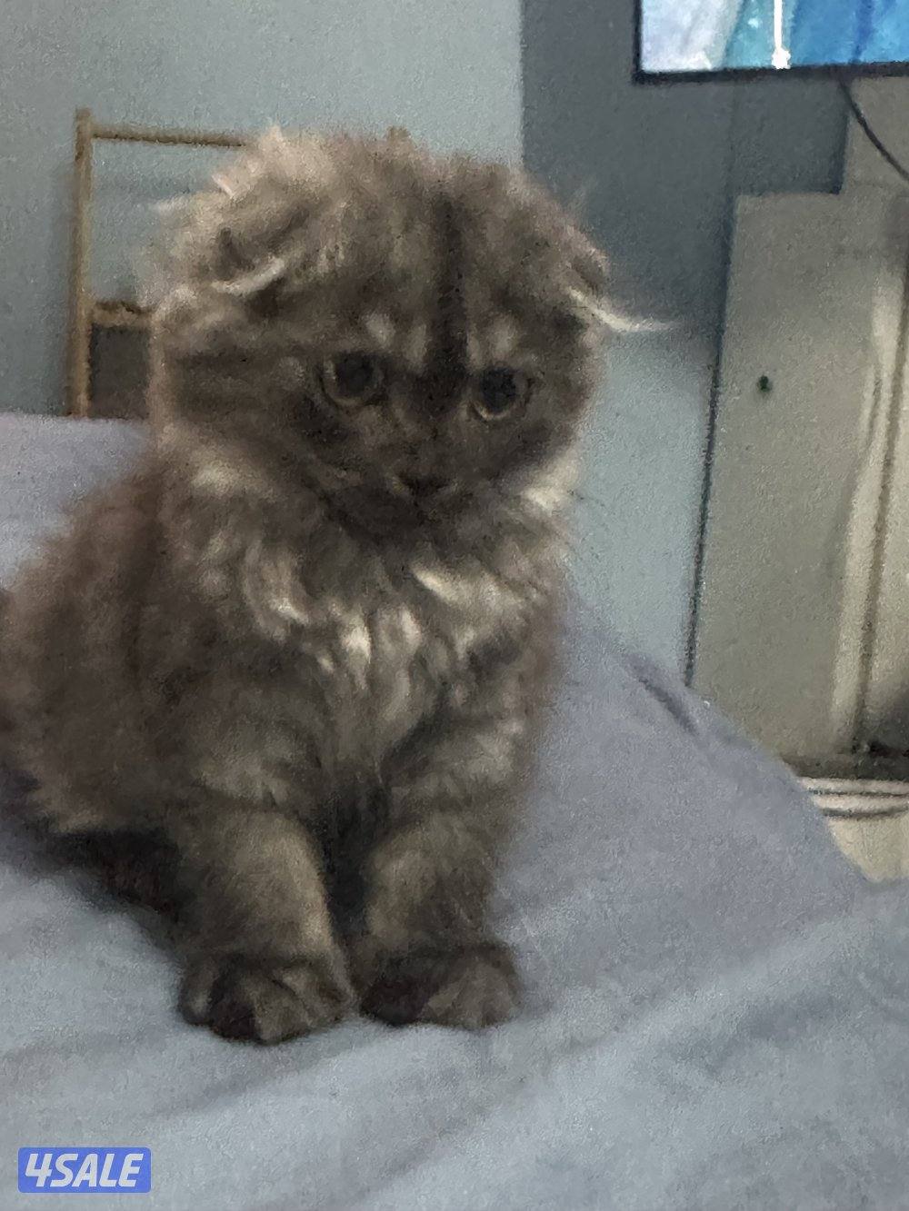 سكوتش فولد6