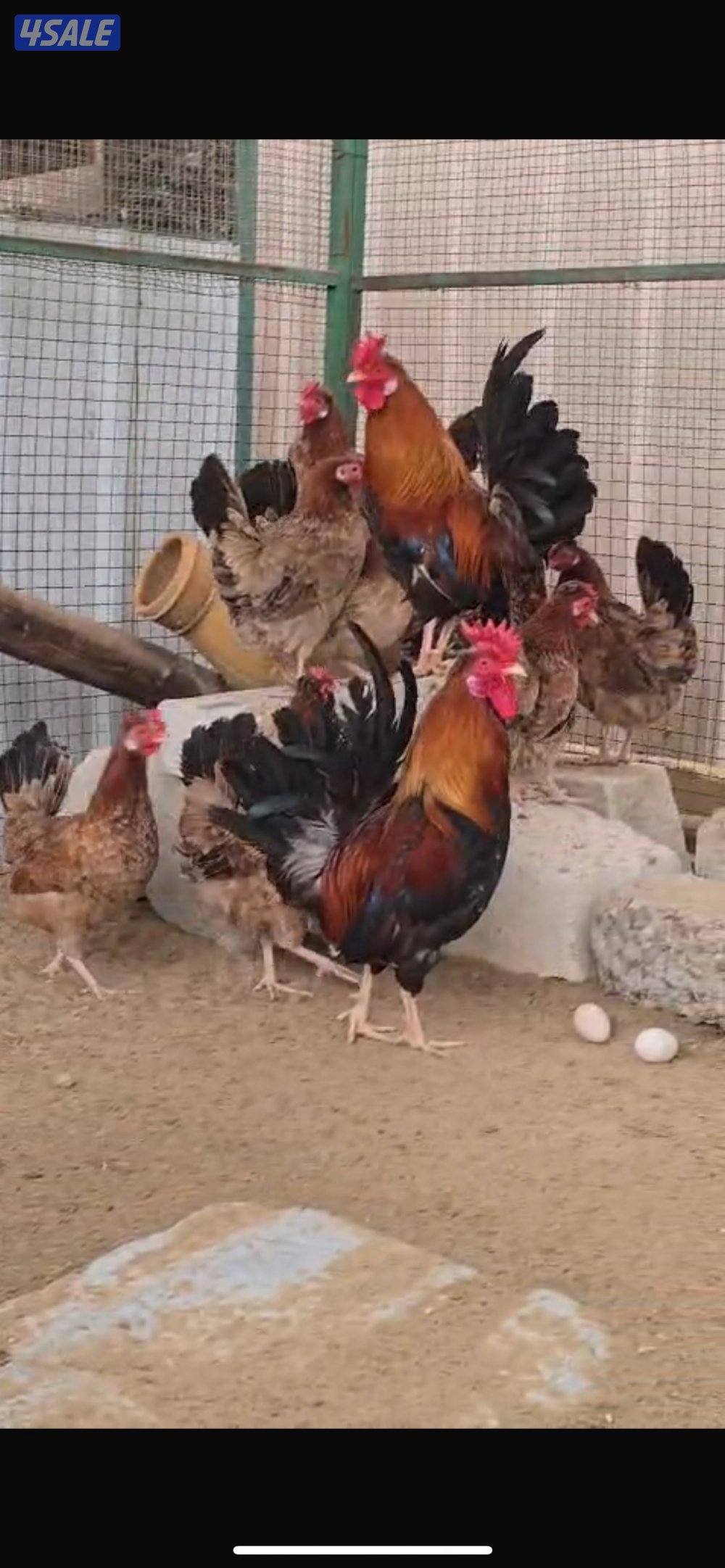 عربي قديم حبيشي شرط دم صافي وبيور0