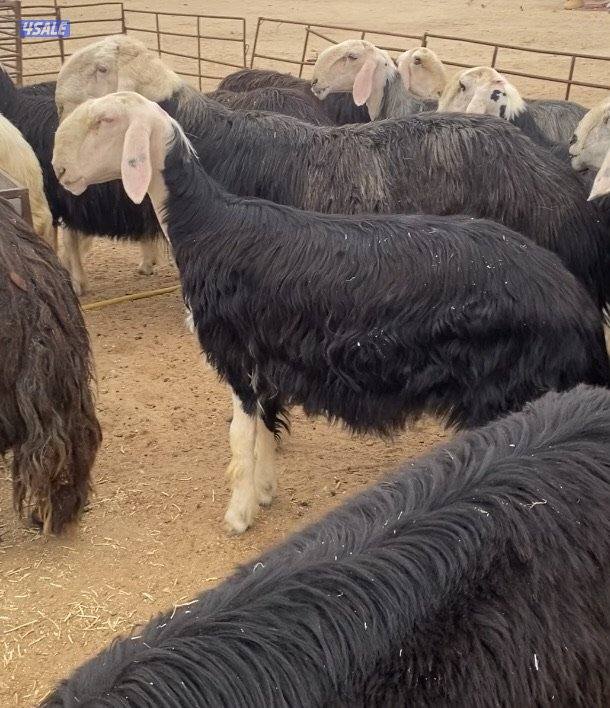 15نجد صنف فاخرة مع الفحل كلة برس ساحوق 7سوناروالباقي توة مقرعة3