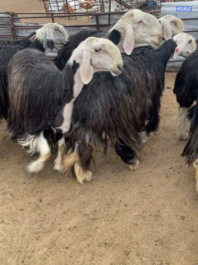 15نجد صنف فاخرة مع الفحل كلة برس ساحوق 7سوناروالباقي توة مقرعة0