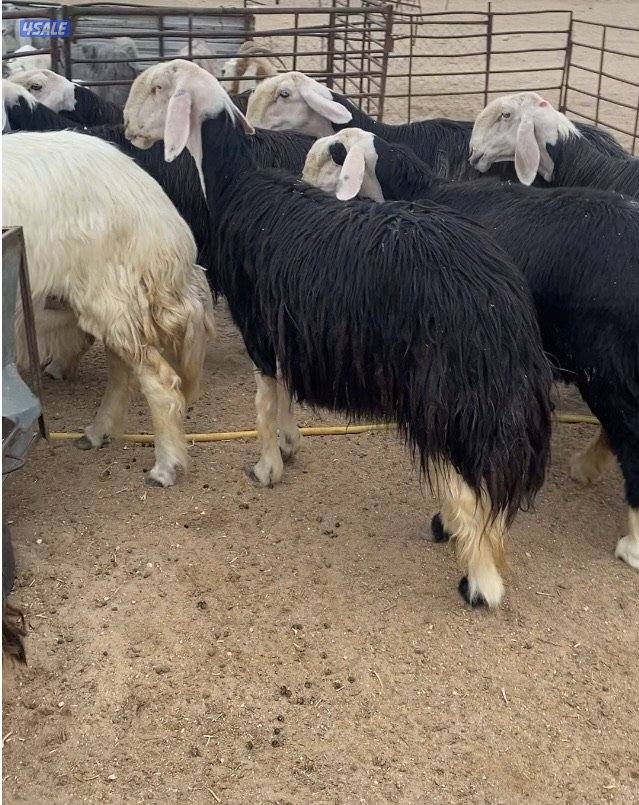 15نجد صنف فاخرة مع الفحل كلة برس ساحوق 7سوناروالباقي توة مقرعة9