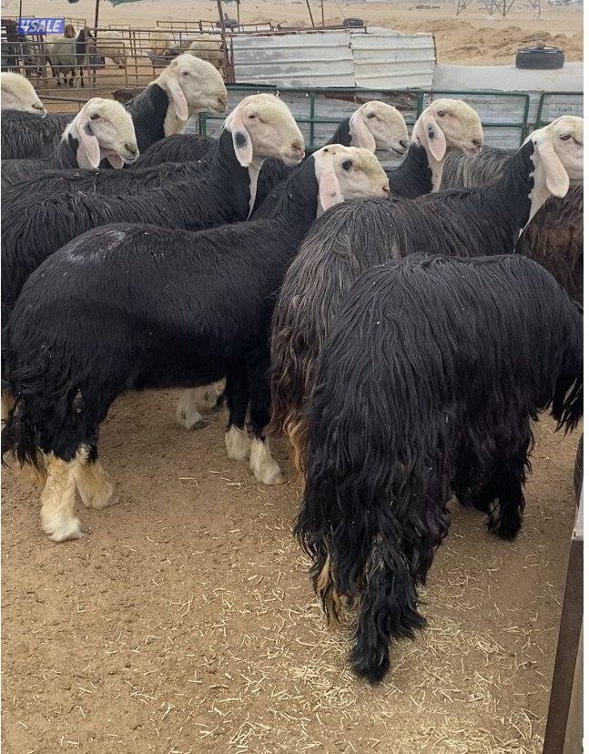 15نجد صنف فاخرة مع الفحل كلة برس ساحوق 7سوناروالباقي توة مقرعة11