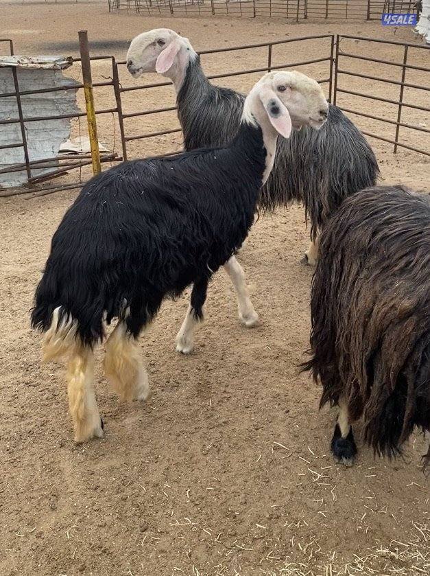 15نجد صنف فاخرة مع الفحل كلة برس ساحوق 7سوناروالباقي توة مقرعة10