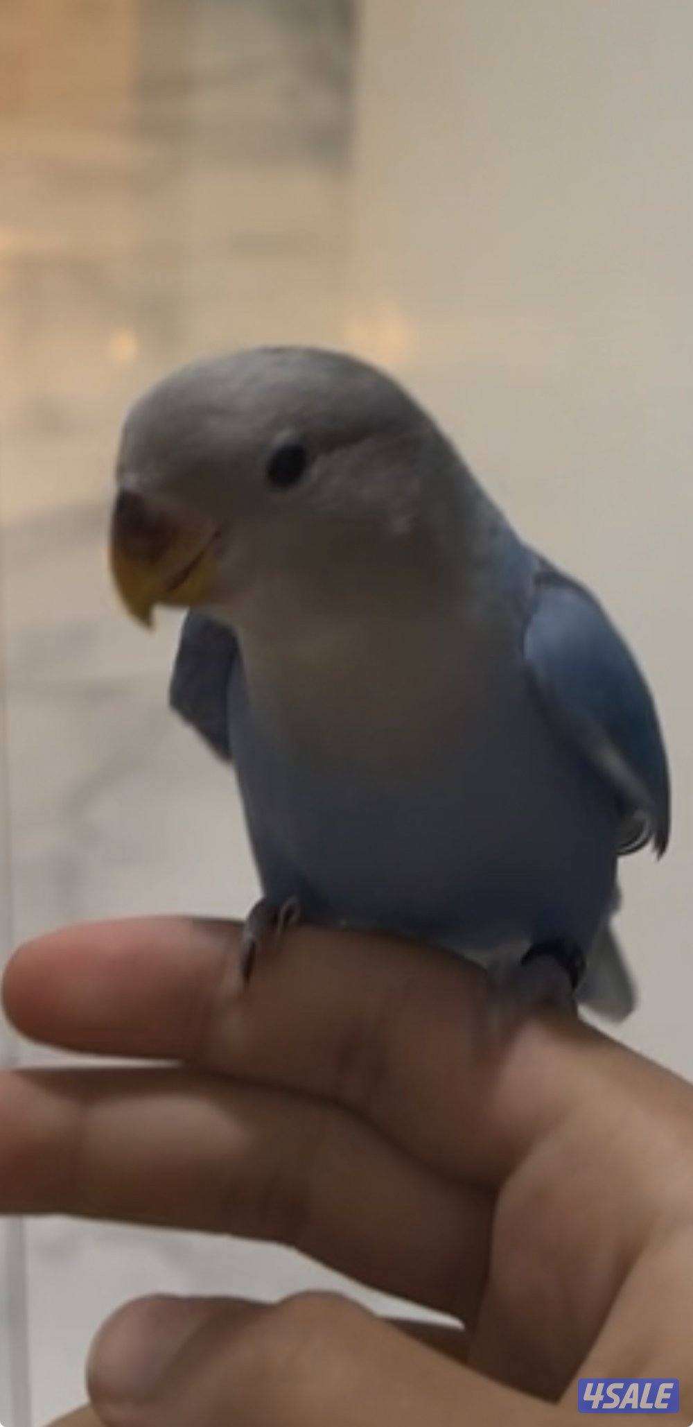 طير روز / لوف بيرد ربوه معا كل اغراضه قفص و بروتينات و فواكه مجففه0