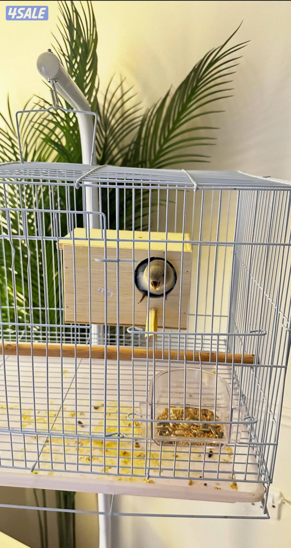 طير روز / لوف بيرد ربوه معا كل اغراضه قفص و بروتينات و فواكه مجففه1