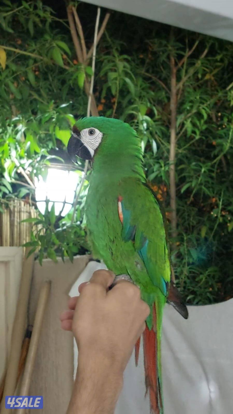 للبيع مكاو ربوه قوية مع الكل0