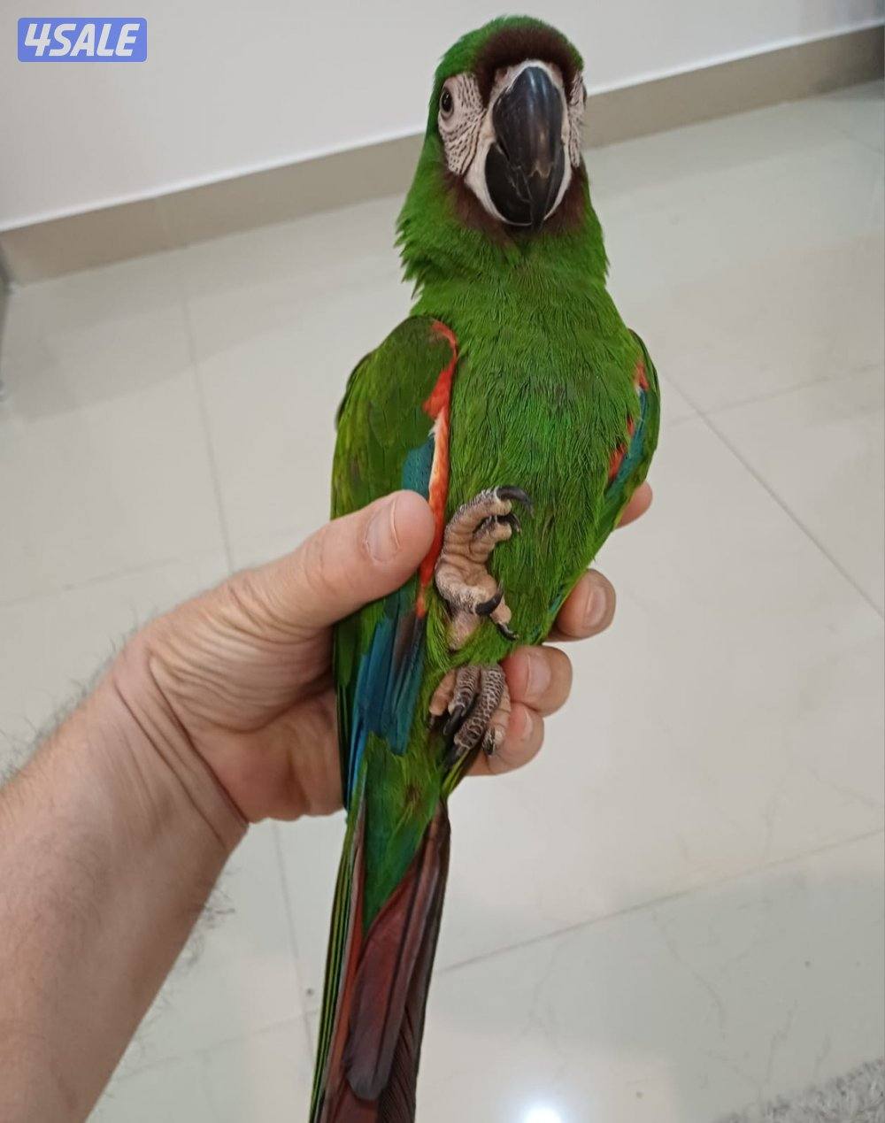 للبيع مكاو ربوه قوية مع الكل1