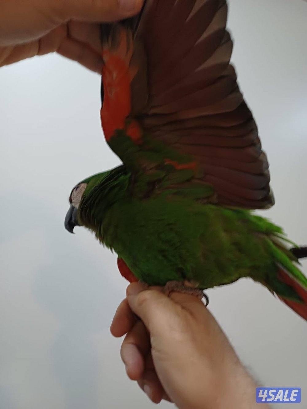 للبيع مكاو ربوه قوية مع الكل2