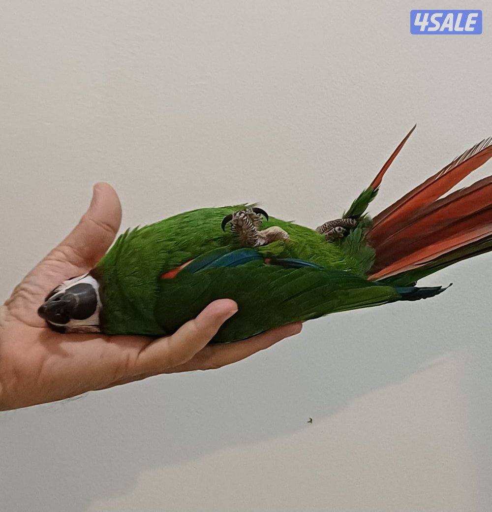 للبيع مكاو ربوه قوية مع الكل3