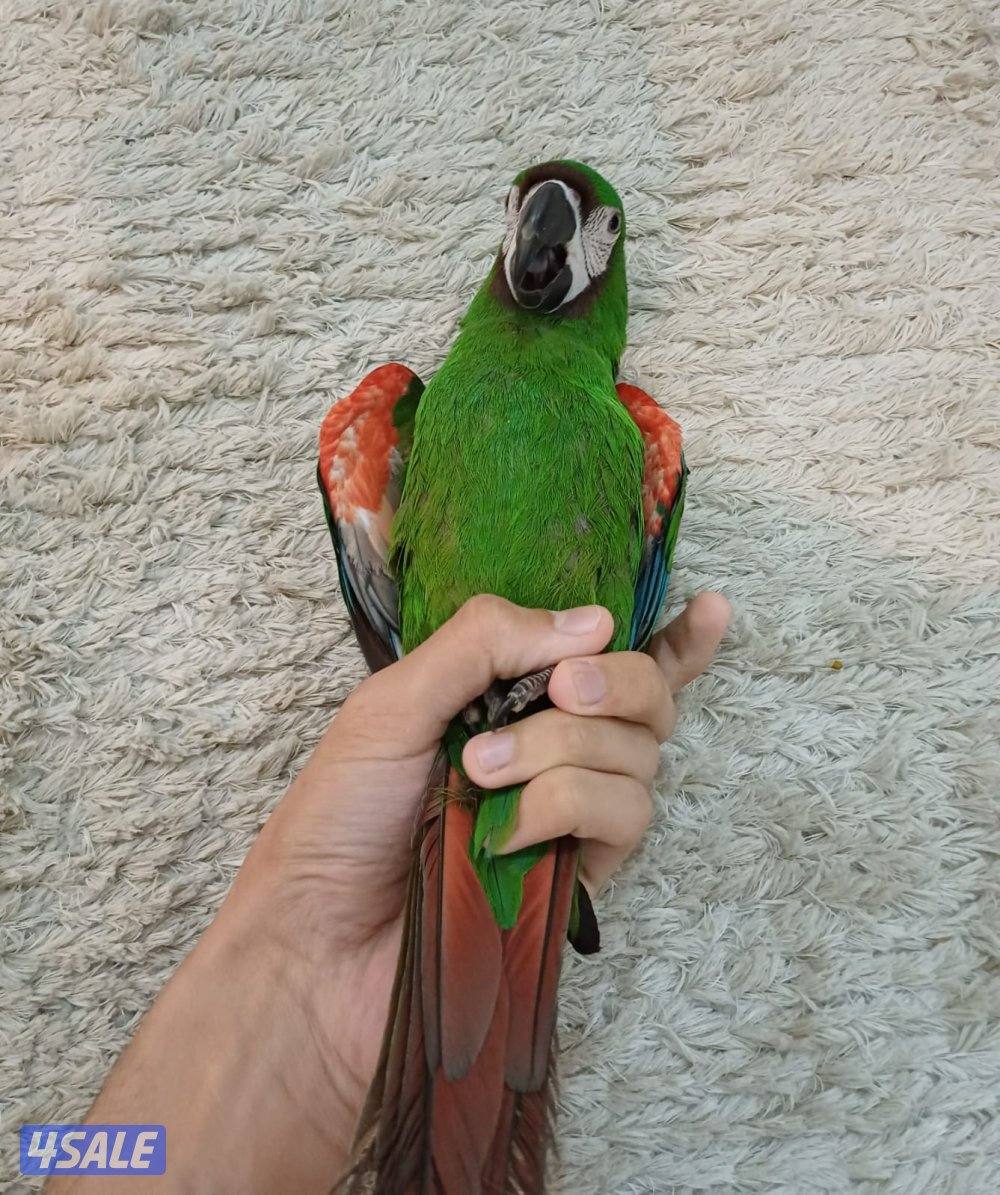 للبيع مكاو ربوه قوية مع الكل4