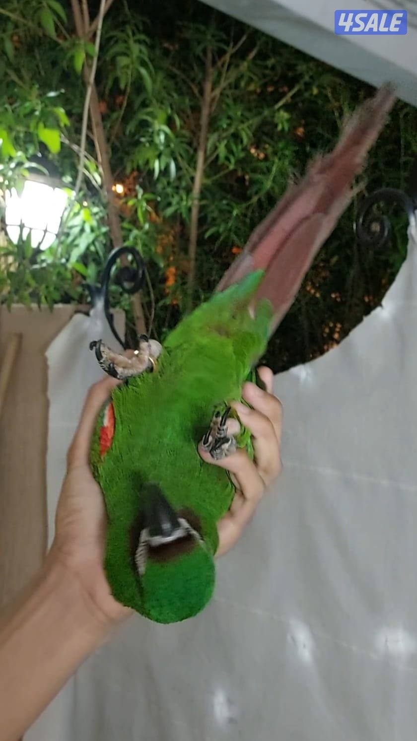 للبيع مكاو ربوه قوية مع الكل5