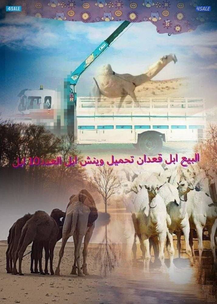 نشتري حشو وتحميل ابل ونش هيدروليك العدد 9ابل جميع مناطق الكويت0