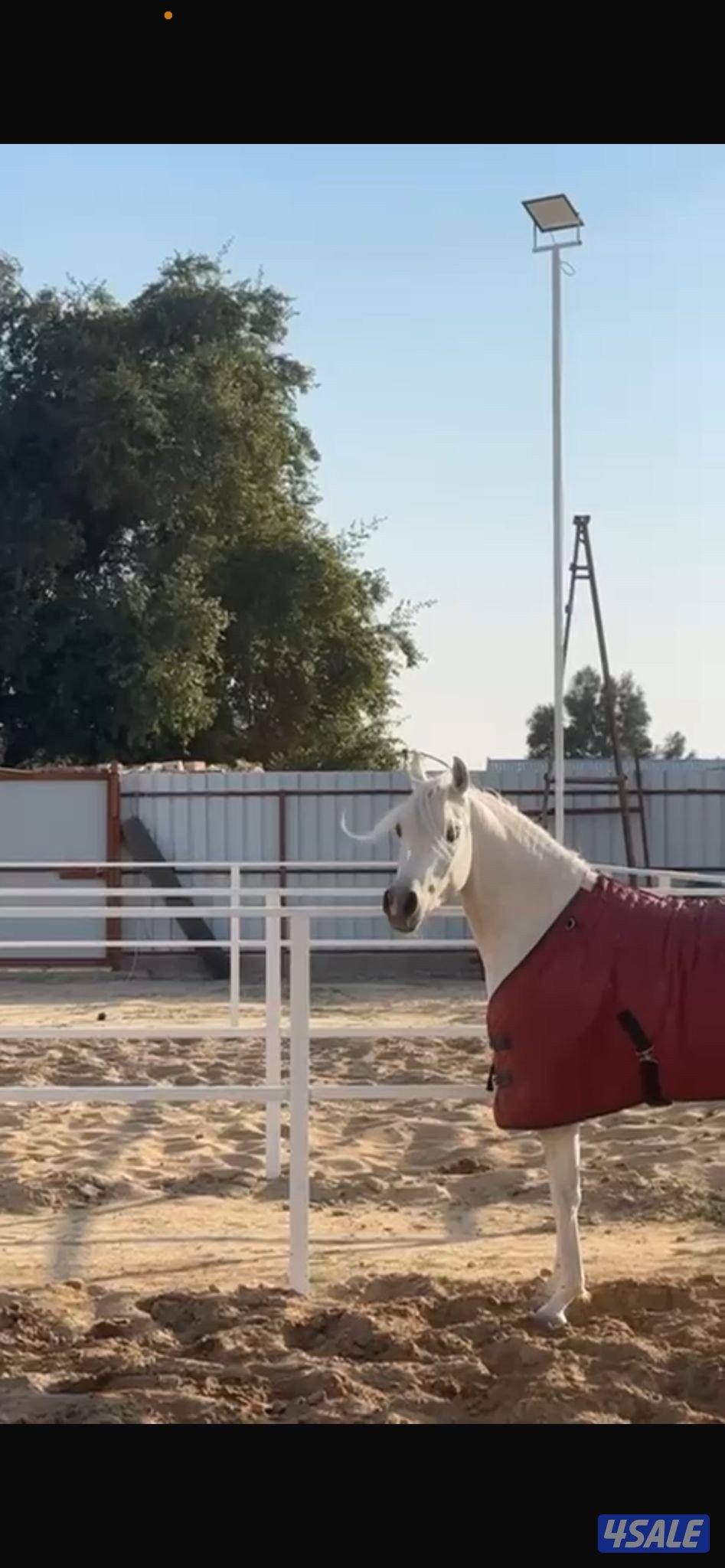 للبيع مهره شو فاخرة1